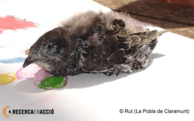 Sabeu quin és aquest ocell? Què li podem donar de menjar?