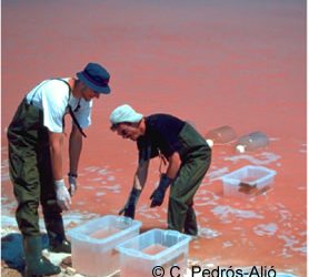 Les salines: un lloc on visualitzar l'invisible