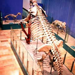 El Museu de Ciències Naturals de València