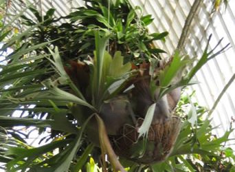 El Jardí Botànic de la Universitat de València