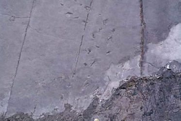 1. Dinosaures sorgits del carbó