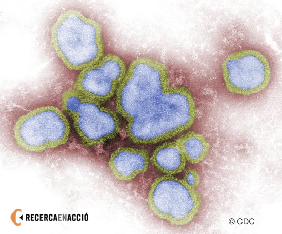 Virus de la Grip A (imatge)