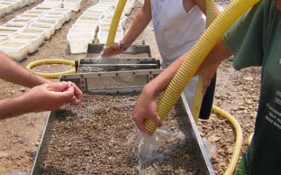 9. Campanya de rentat de sediment: en busca de microfòssils