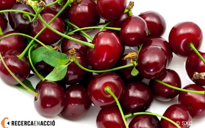 Voleu investigar els hàbits alimentaris dels vostres alumnes?