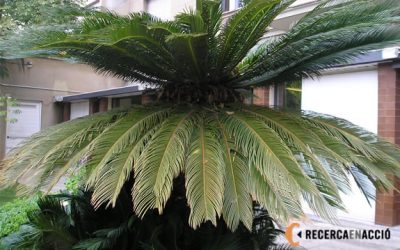 12. Què menjaven els Titanosaures?