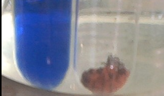 La prova de Fehling pot sortir positiva amb el midó?