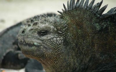12. Uns animals antediluvians: les iguanes marines