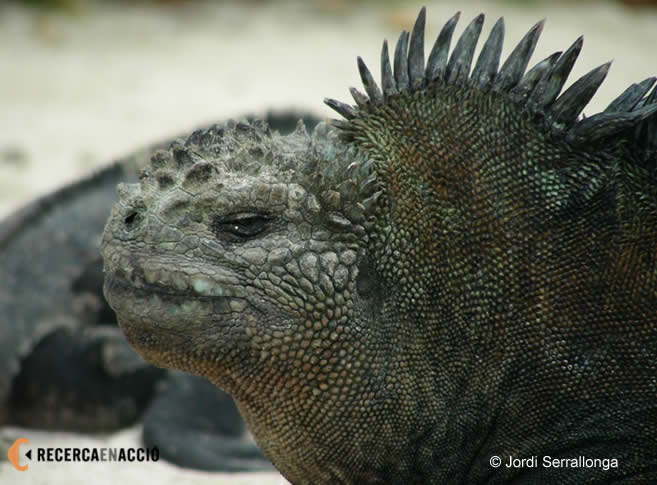 12. Uns animals antediluvians: les iguanes marines