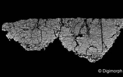 17. Investiguem el interior dels ous dels dinosaures