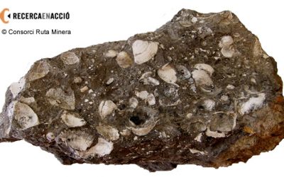 15. Escopinyes, peixos i cocodrils, els altres animals de Fumanya