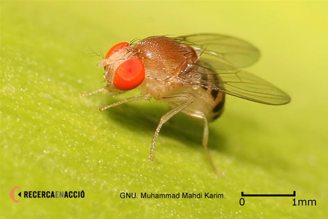 Experimenta la selecció utilitzant Drosophila melanogaster