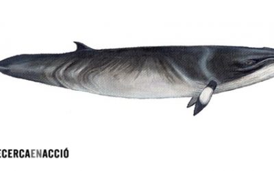 8. Com era la vida familiar dels yàmana?