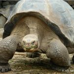 13. Us imagineu Darwin cavalcant una tortuga gegant?