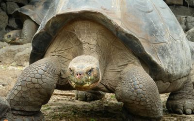 Com treballar el projecte de Darwin a classe?