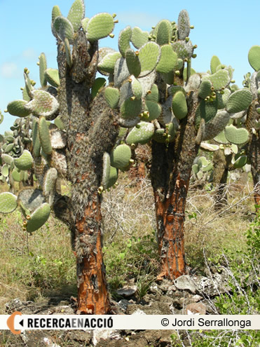 Opuntias, un cactus gegantí de les illes Galápagos