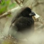 14. La història d’uns ocells que Darwin va ficar dins del mateix sac