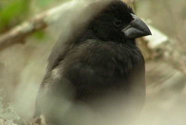 14. La història d’uns ocells que Darwin va ficar dins del mateix sac