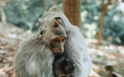 16. Intel·ligència animal: no estem sols al planeta