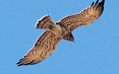 Un any més, fem el seguiment de les migracions d'ocells