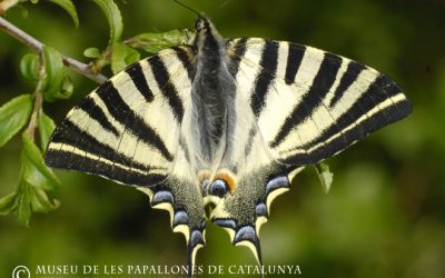 Museu de les Papallones de Catalunya