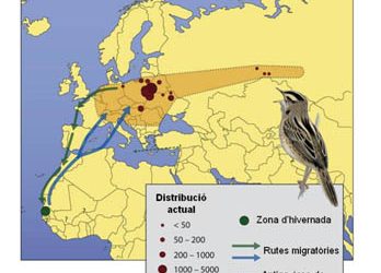 33. La boscarla d’aigua ens visita (2010)