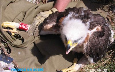 32. Nous estudis sobre l’àliga perdiguera (2010)