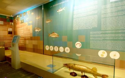 El museu Darder de Banyoles