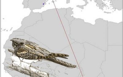 36. Els migradors transsaharians aterren a casa nostra! (2010)