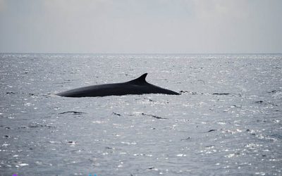 Resol l'enigma i surt a observar cetacis!