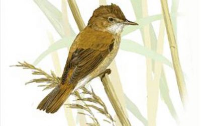 39. La tramuntana i la boscarla de canyar (2010)