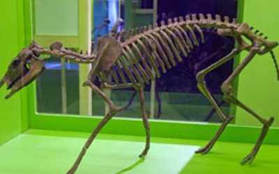 El Museu d'Història Natural de París