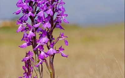 Mallorca (IV): La biodiversitat de s'Albufera