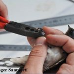 La Reserva Natural de Sebes i la migració dels ocells