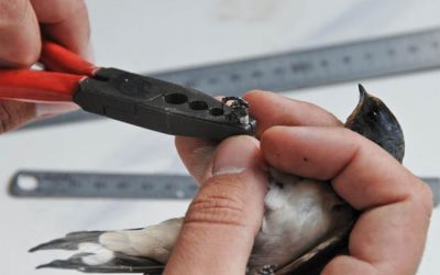 La Reserva Natural de Sebes i la migració dels ocells