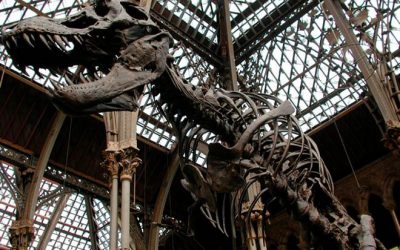 El Museu d'Història Natural d'Oxford