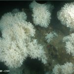 3. Com són els coralls profunds del Mediterrani?