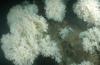 3. Com són els coralls profunds del Mediterrani?