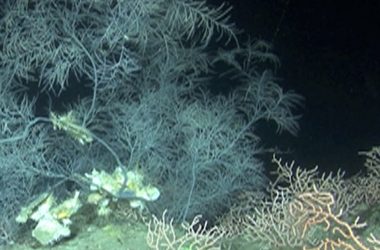 10. La troballa dels bancs de corall negre a Menorca