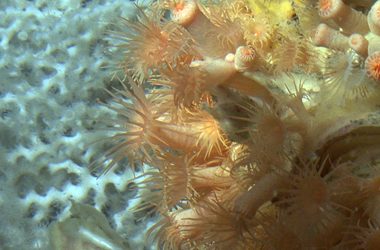 14. La passió per descobrir