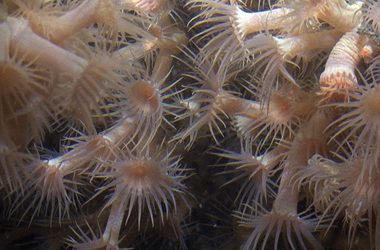 11. Una grata sorpresa al canal de Menorca