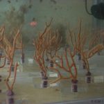 12. Es poden recuperar els bancs de corall?