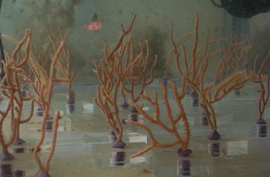 12. Es poden recuperar els bancs de corall?