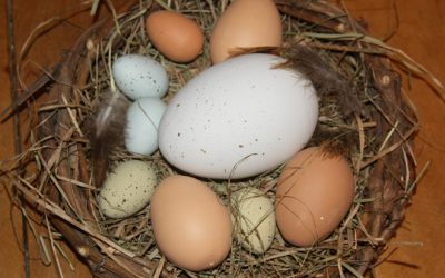 El temps d'incubació d'un ou