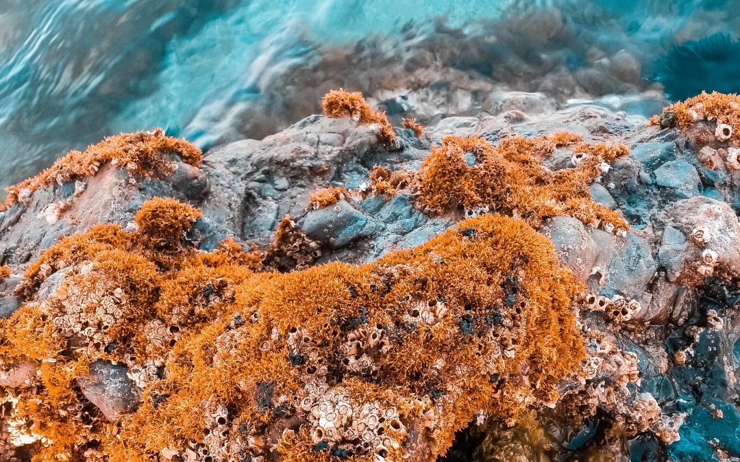 15. Ens acomiadem…