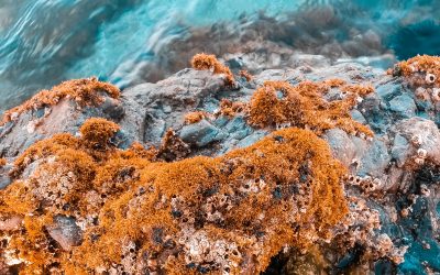 15. Ens acomiadem…