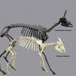 7: Myotragus, la peculiar cabra nana de Mallorca