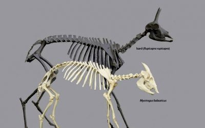 7: Myotragus, la peculiar cabra nana de Mallorca