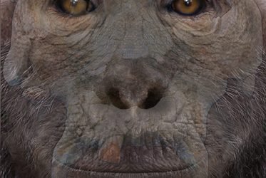 11: Fòssils de carn i ossos