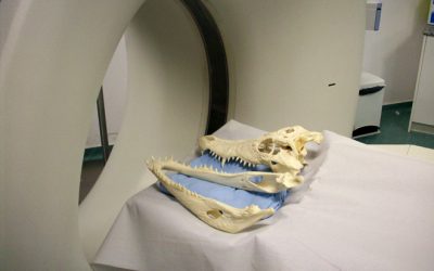 13: La paleontologia virtual