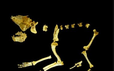 6: La hiena gegant de Terrassa